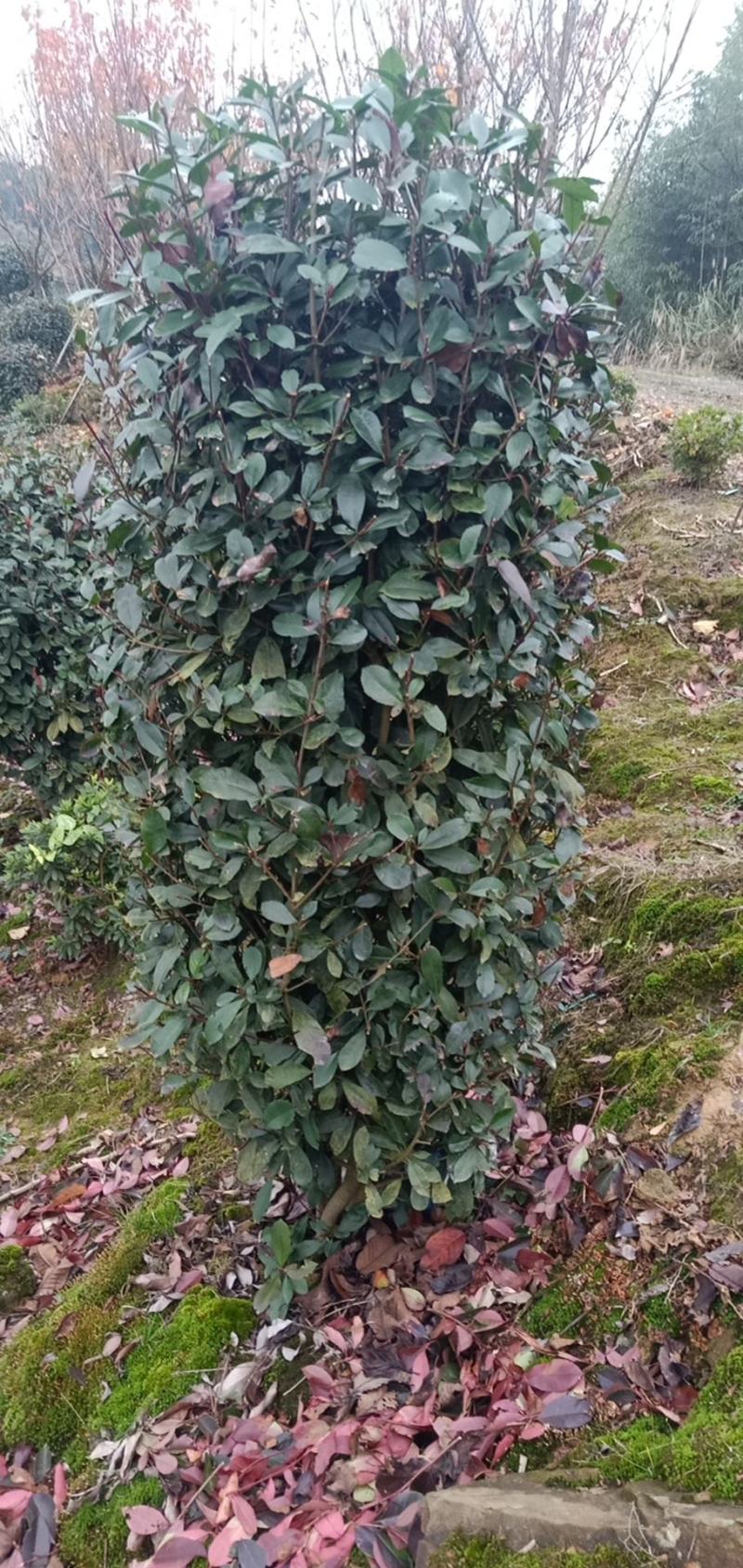 红叶石楠柱，规格大小齐全，基地批发，量大从优。