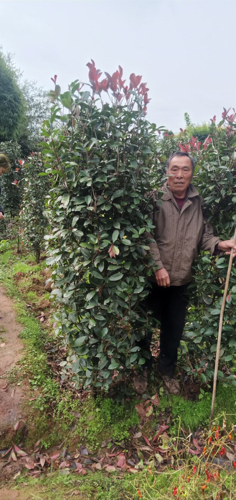 红叶石楠柱，规格大小齐全，基地批发，量大从优。