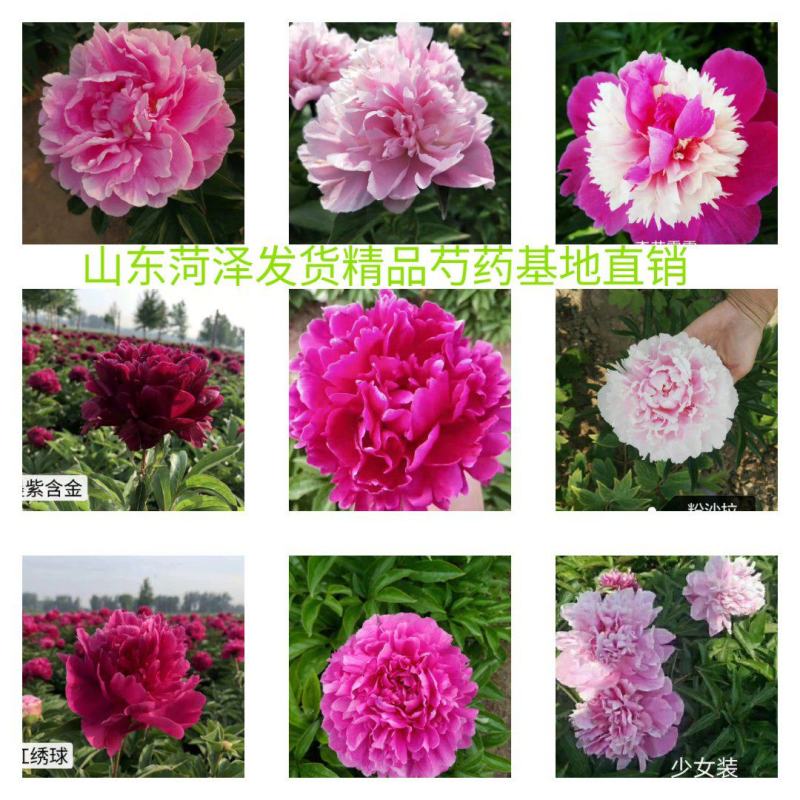芍药花苗.观赏芍药.多层花.几十个品种.保成活.保证质量