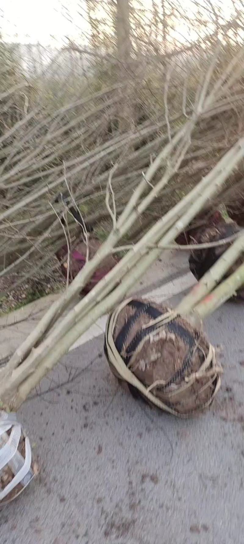 紫荆笼子