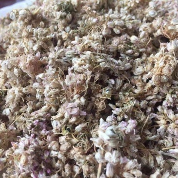 麻麻花扎蒙花麻麻花扎蒙花泽蒙花摘麻花羊胡花山葱花