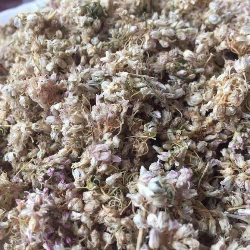 麻麻花扎蒙花麻麻花扎蒙花泽蒙花摘麻花羊胡花山葱花