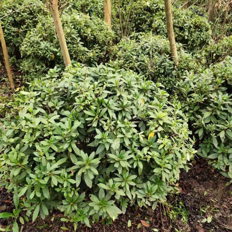 春鹃球，自家苗圃的货，规格齐全，量大从优。