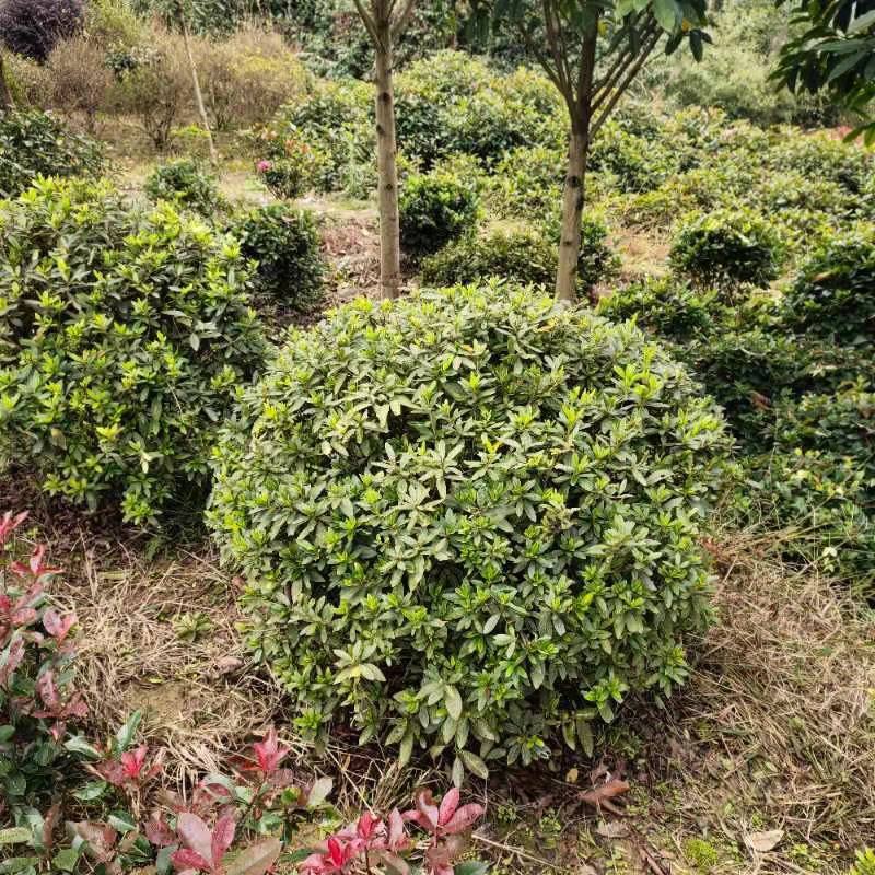 春鹃球，自家苗圃的货，规格齐全，量大从优。