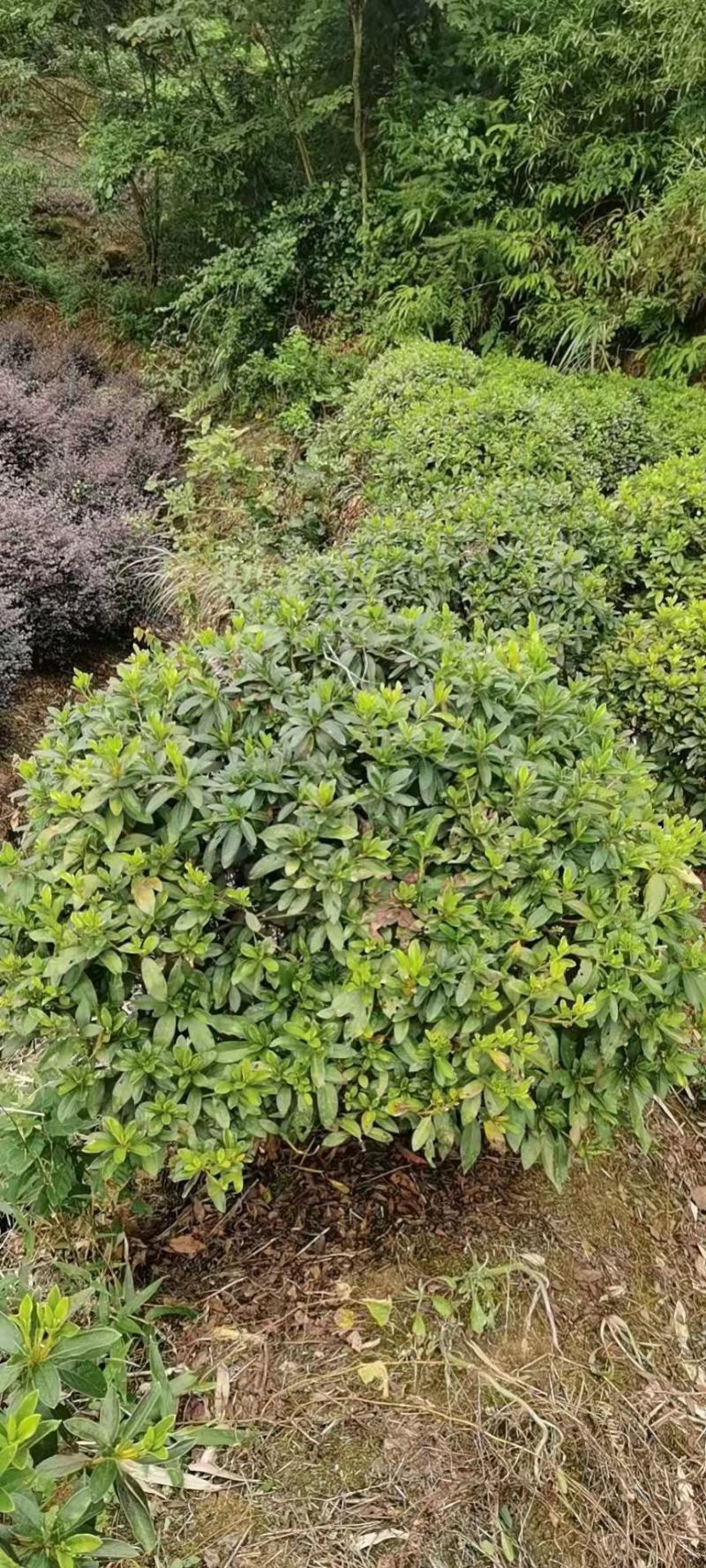 春鹃球，自家苗圃的货，规格齐全，量大从优。