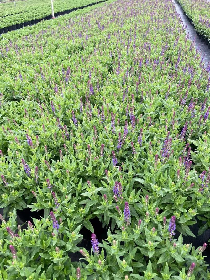 蓝紫色的浪漫自然风格花境植物蓝花鼠尾草（三色）现货供应