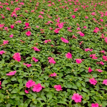 凤仙花上海基地直供，品质保证