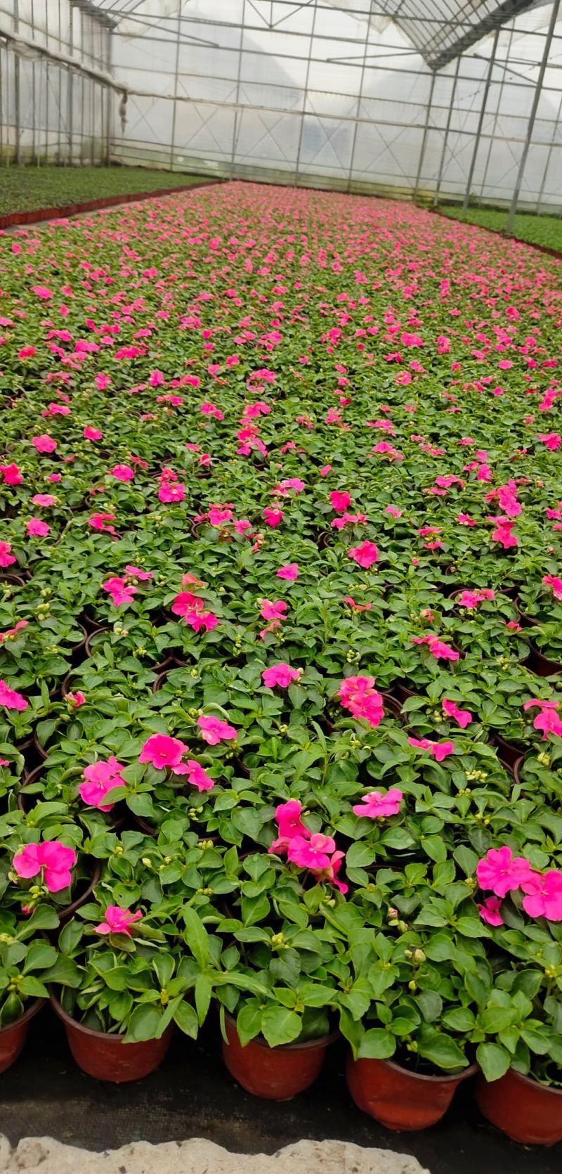 凤仙花上海基地直供，品质保证