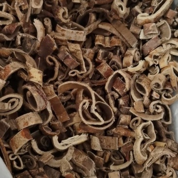 桑白皮
