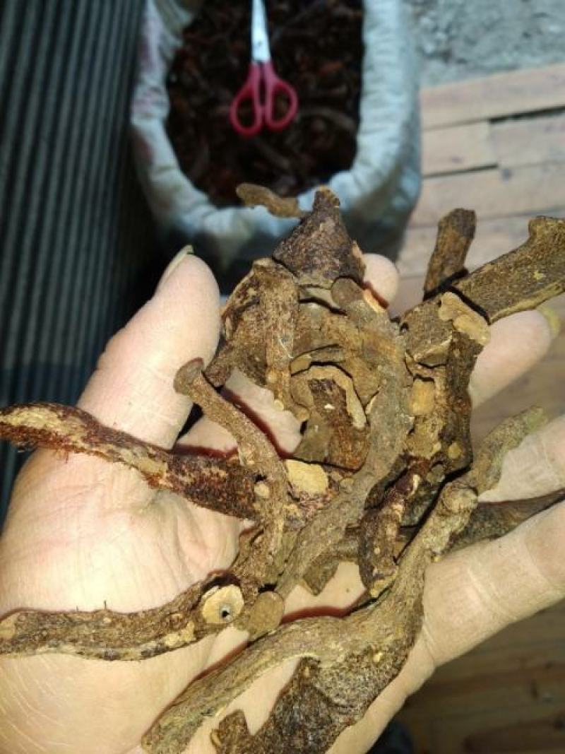 贵州铜仁生鲜骨碎补干品爬岩姜干货毛姜含量高产地直发