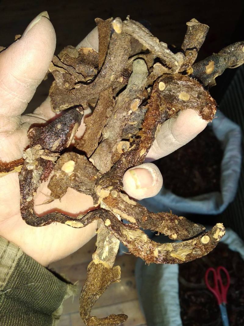 贵州铜仁生鲜骨碎补干品爬岩姜干货毛姜含量高产地直发