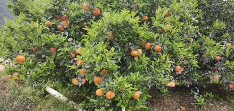 广西精品茂谷甘