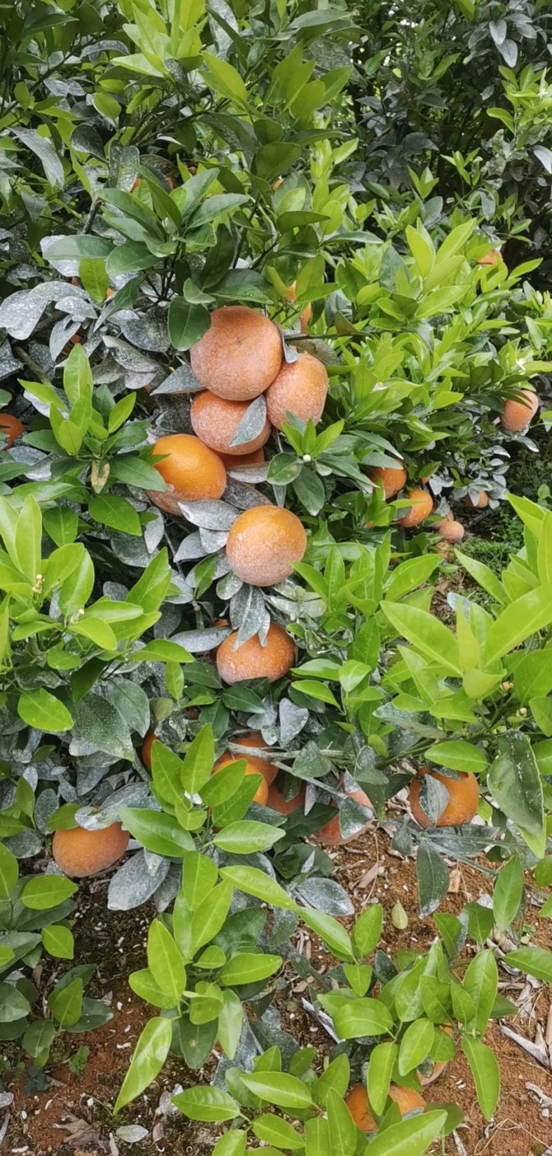 广西精品茂谷甘