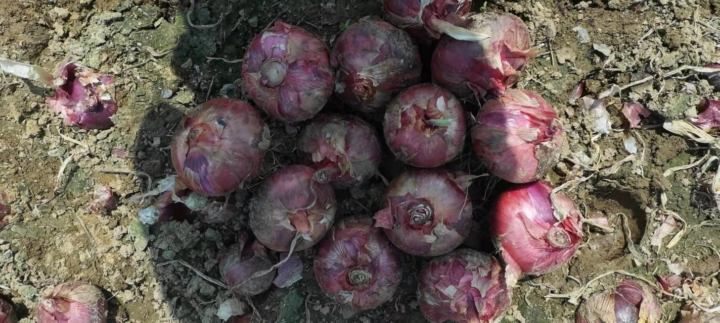 红皮洋葱成熟采收场景