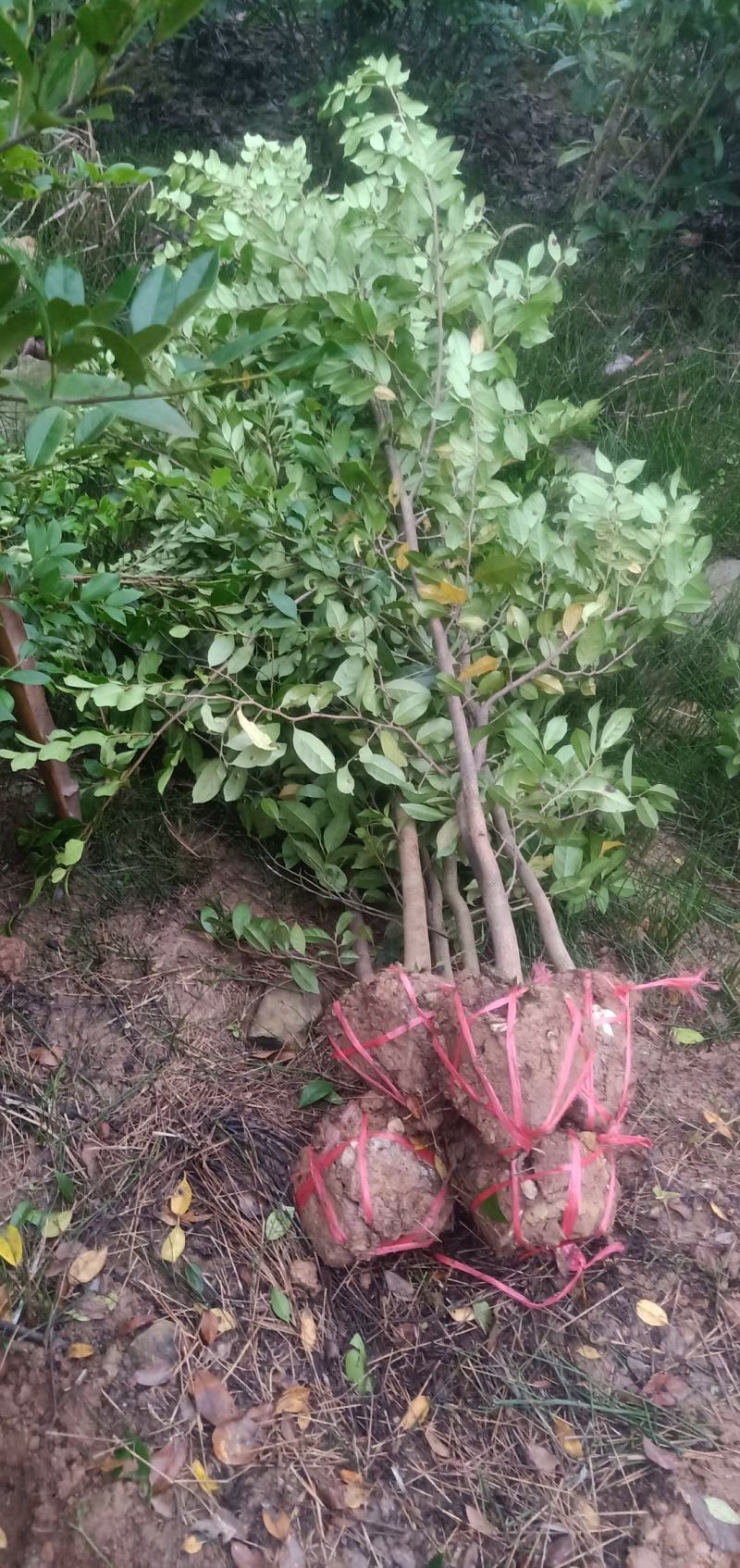 蚊姆树，绿化工程用苗。基地批发，量大从优。