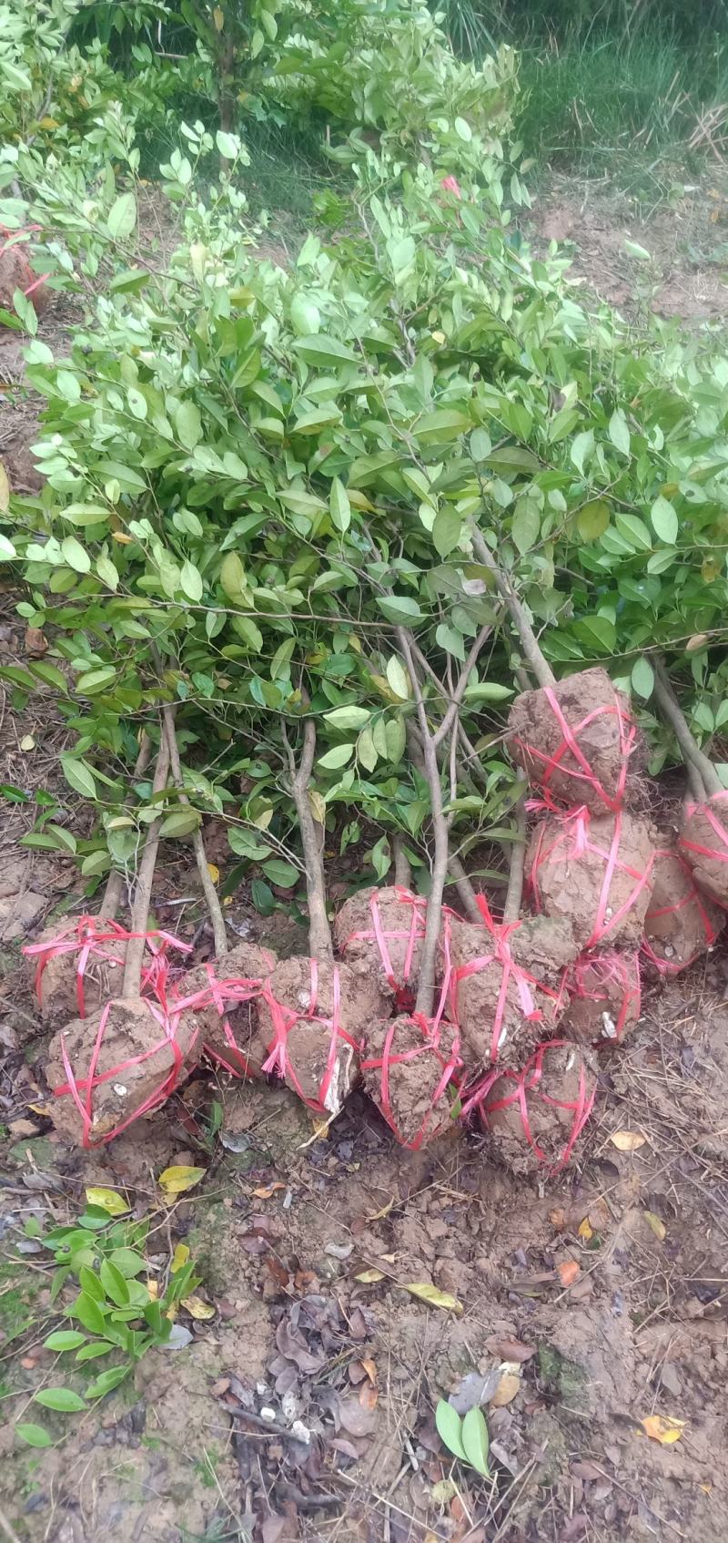 蚊姆树，绿化工程用苗。基地批发，量大从优。
