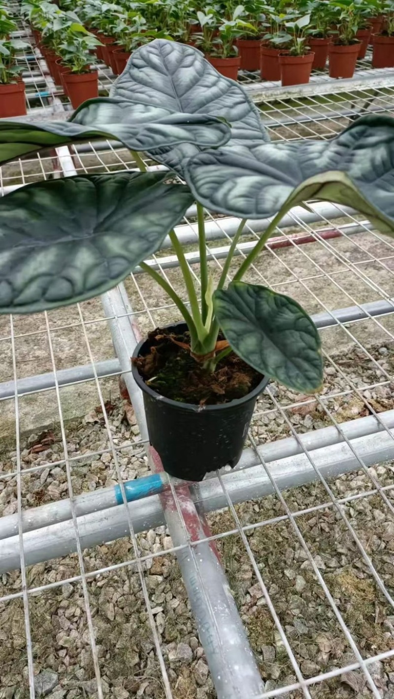 140杯大龙鳞海芋，28装一箱，叶片超大
