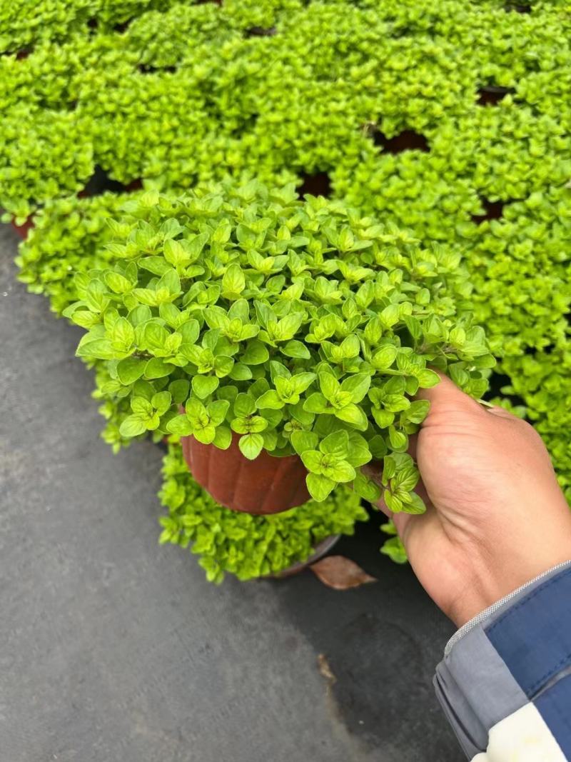 牛至