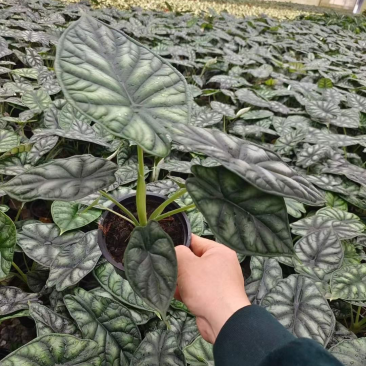 0.25加仑龙鳞海芋，28装一箱，产地直销