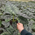 0.25加仑龙鳞海芋，28装一箱，产地直销