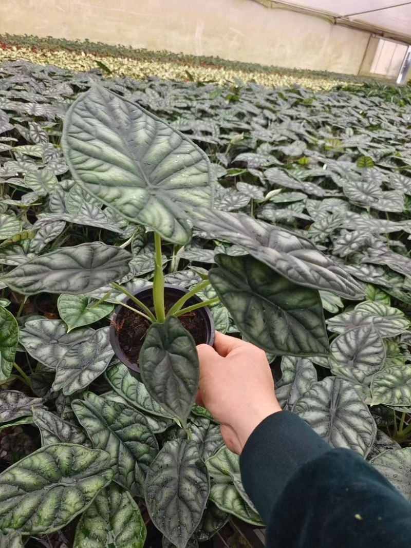 0.25加仑龙鳞海芋，28装一箱，产地直销