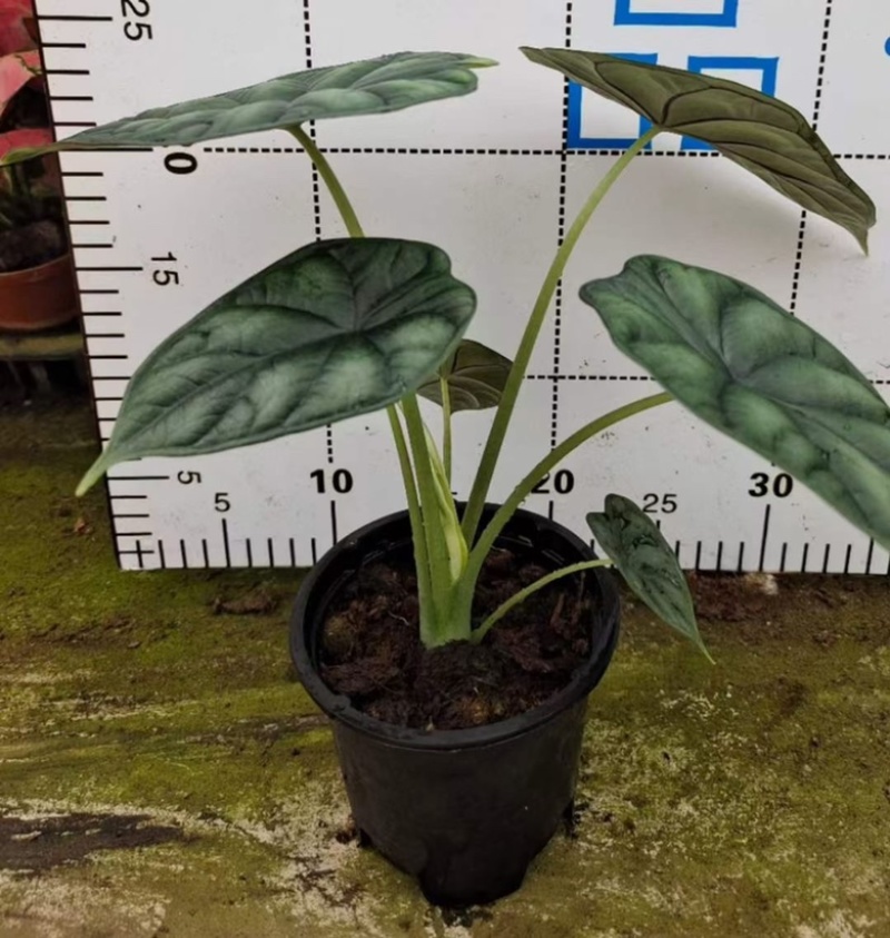 0.25加仑龙鳞海芋，28装一箱，产地直销