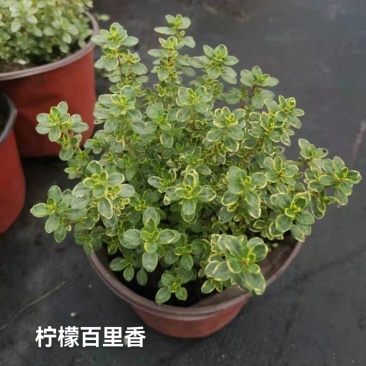 百里香#香草植物，药食同源，上海基地直发