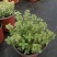 百里香#香草植物，药食同源，上海基地直发
