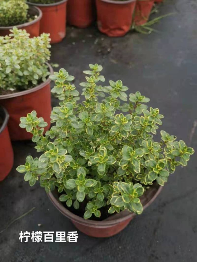 百里香#香草植物，药食同源，上海基地直发