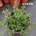 百里香#香草植物，药食同源，上海基地直发