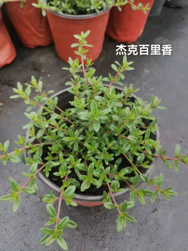 百里香#香草植物，药食同源，上海基地直发