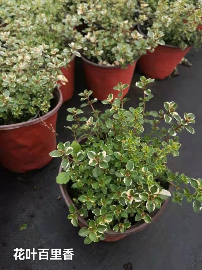 百里香#香草植物，药食同源，上海基地直发