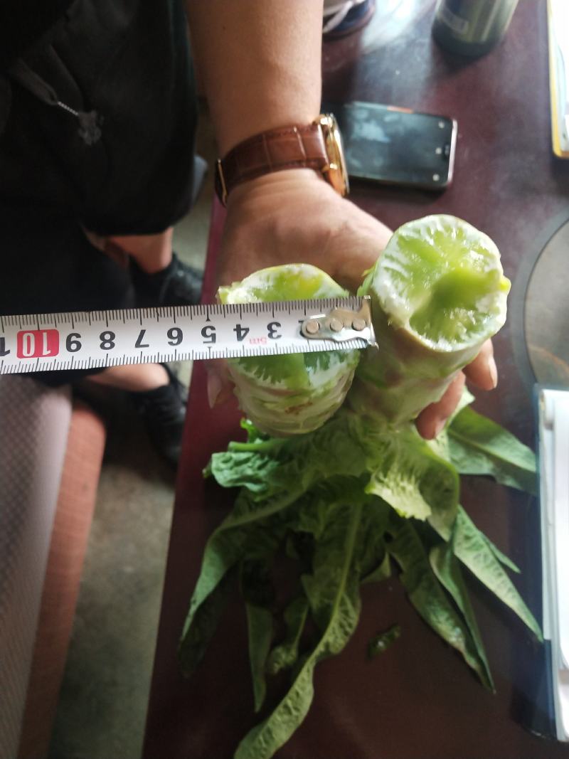 贡菜莴笋大量供应、产地直销、质量保证、欢迎采购