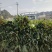 贡菜莴笋大量供应、产地直销、质量保证、欢迎采购