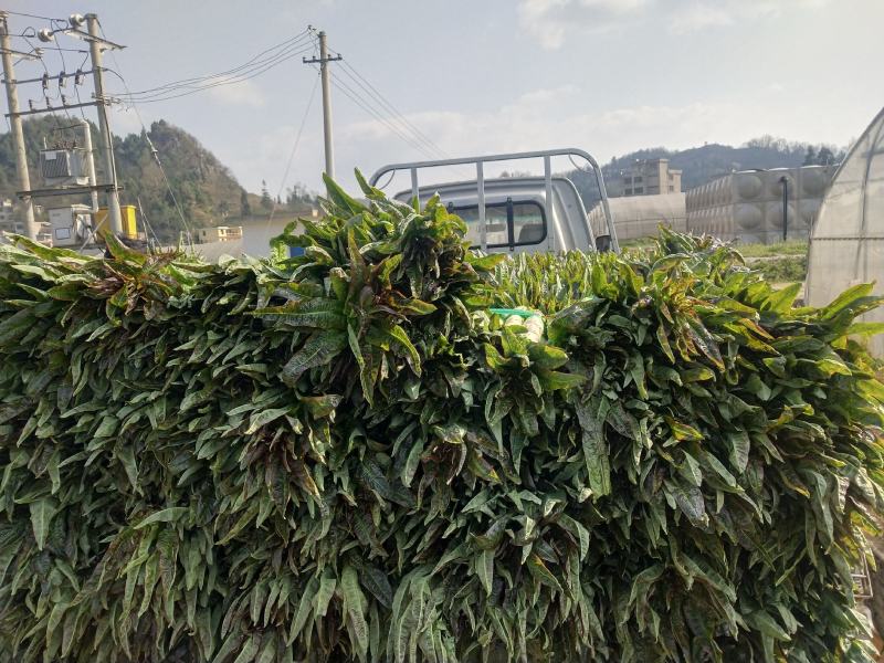 贡菜莴笋大量供应、产地直销、质量保证、欢迎采购