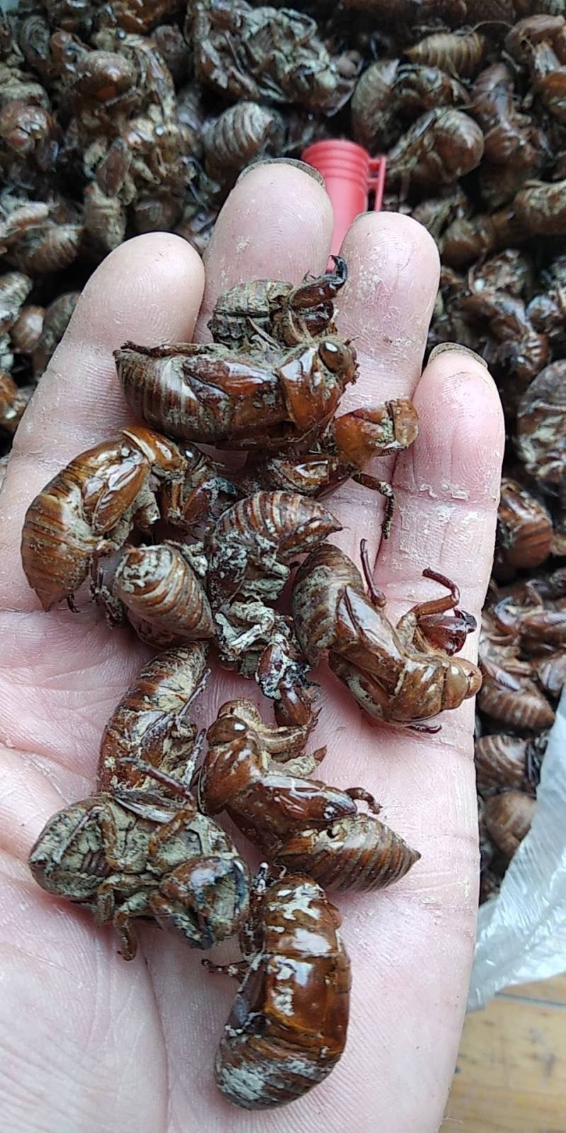 贵州铜仁药食两用沙地蝉蜕干货知了壳干品产地直发一手货源