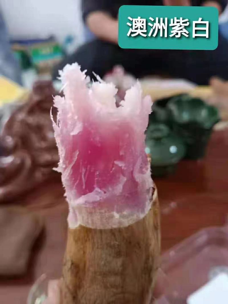 红薯苗