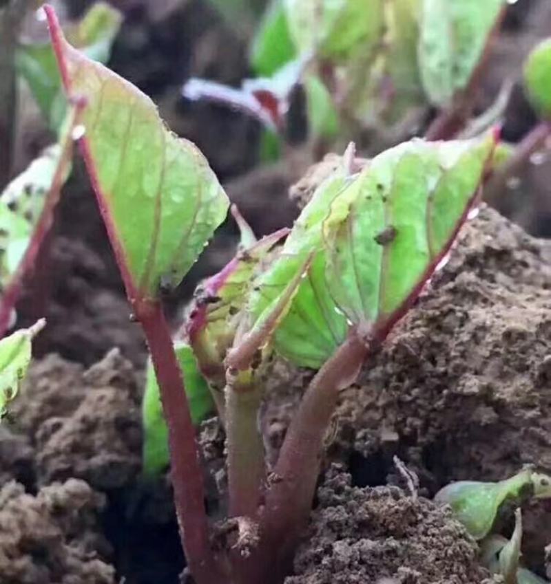 红薯苗