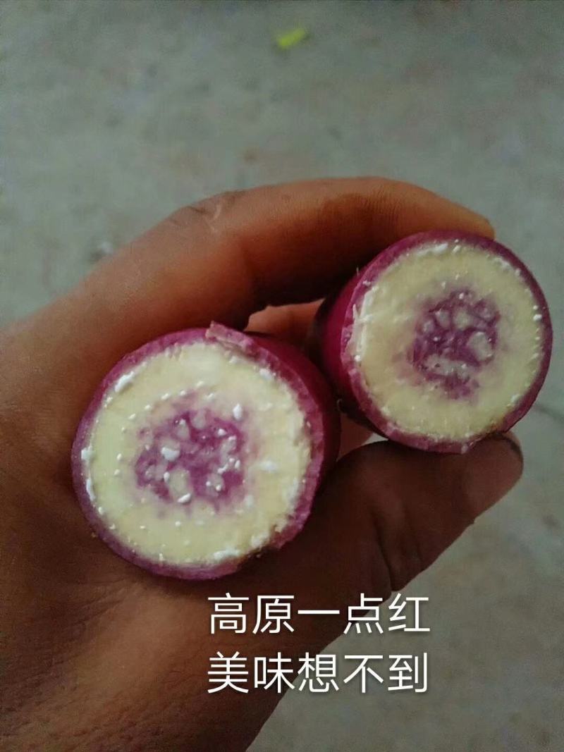 红薯苗