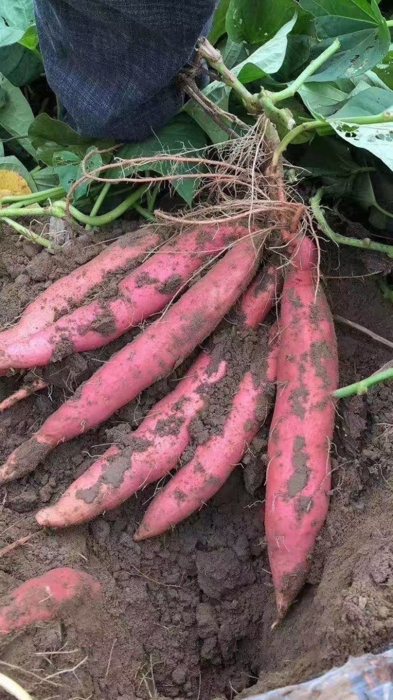 红薯苗