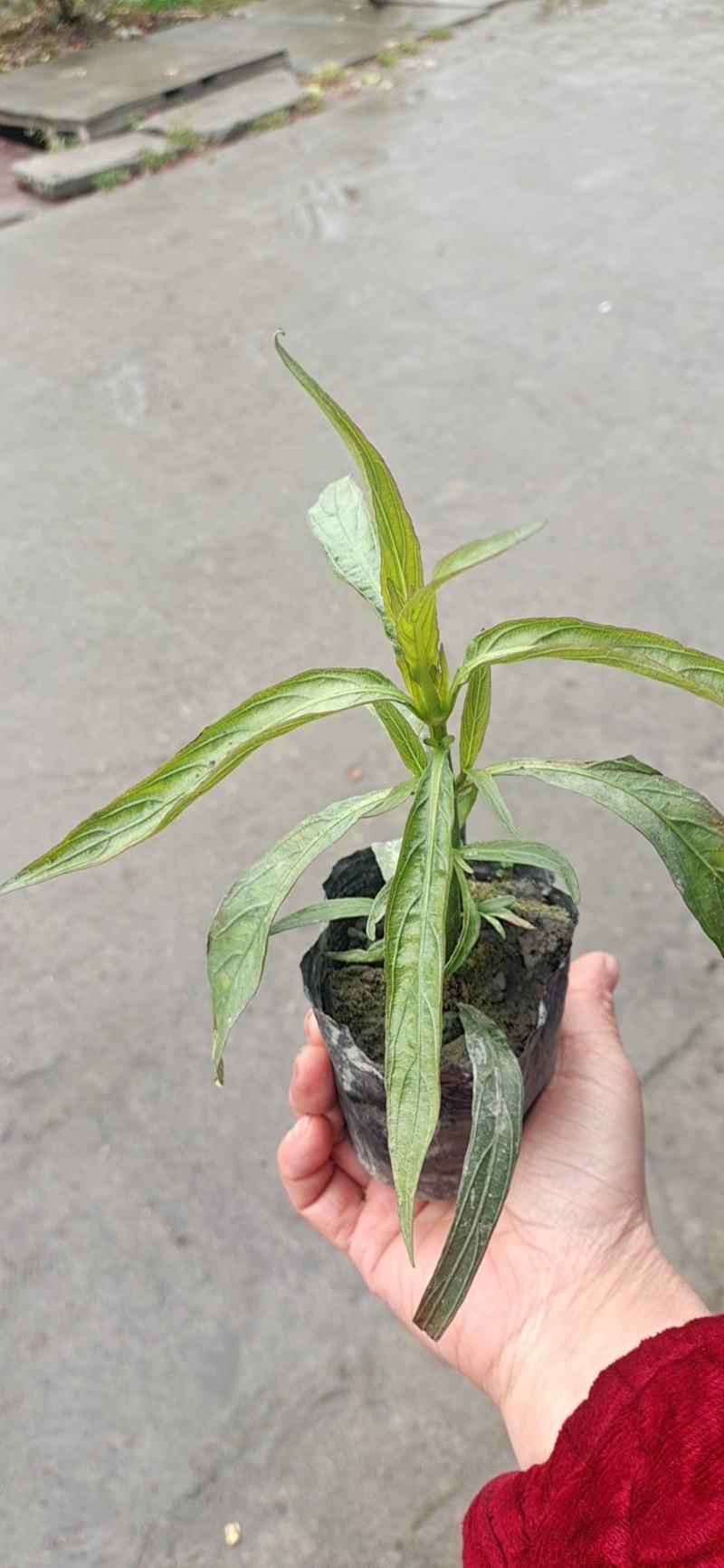 水生植物