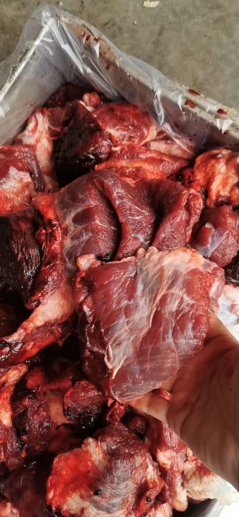 牛头坠肉新鲜上市天天出鲜货厂家直销欢迎采购