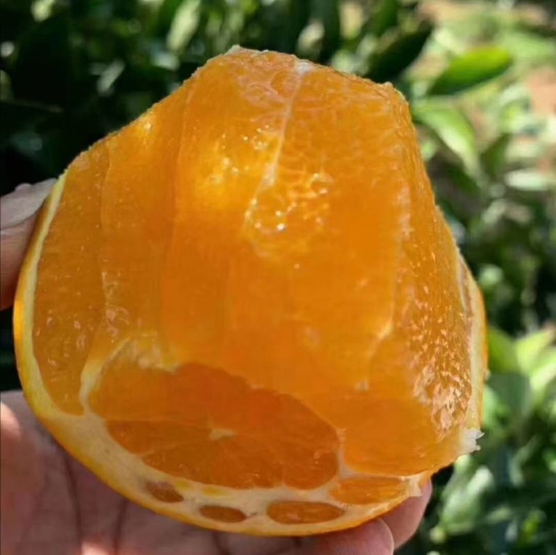 宜昌秭归伦晚脐橙大量现货现摘现发全国发货欢迎咨询