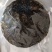 50克一包(7克紫菜+43克调料)无沙免洗干货批发代发