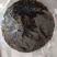 50克一包(7克紫菜+43克调料)无沙免洗干货批发代发