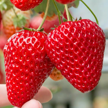 甜宝草莓苗穴盘种苗红颜九九香野草莓苗雪兔全国