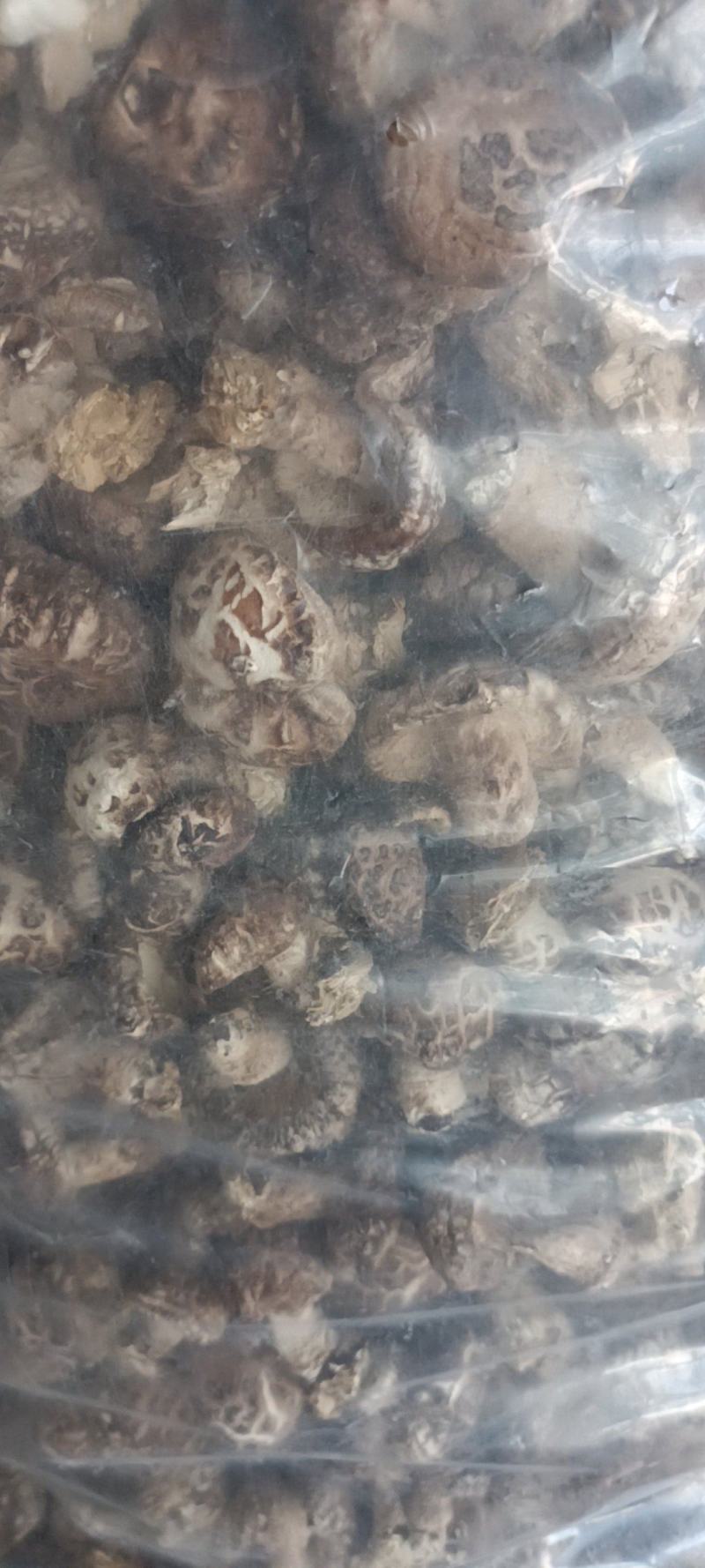 泌阳花菇麻花三到六公分农户自产自产量大价优