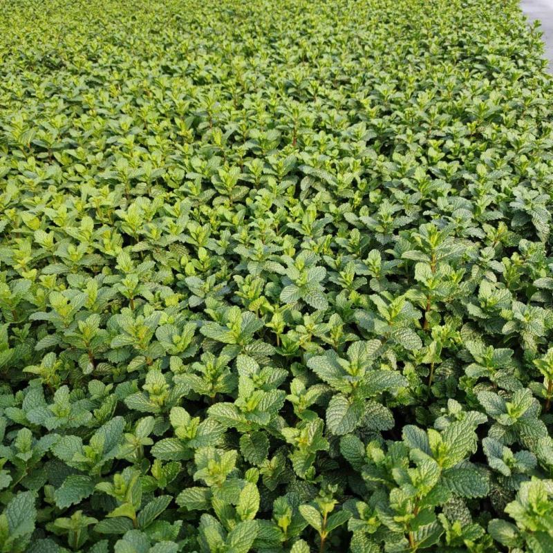薄荷#香草植物药食同源