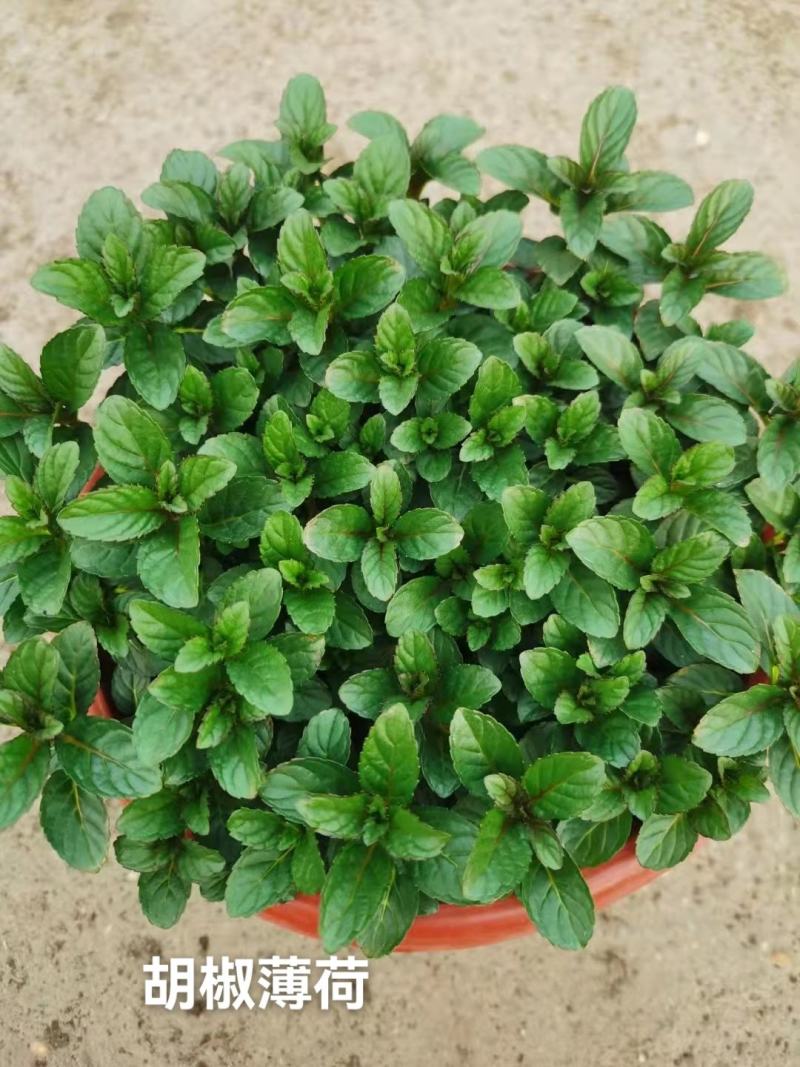薄荷#香草植物药食同源