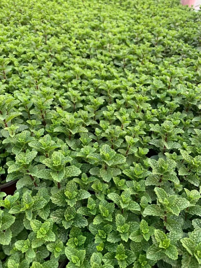 薄荷#香草植物药食同源